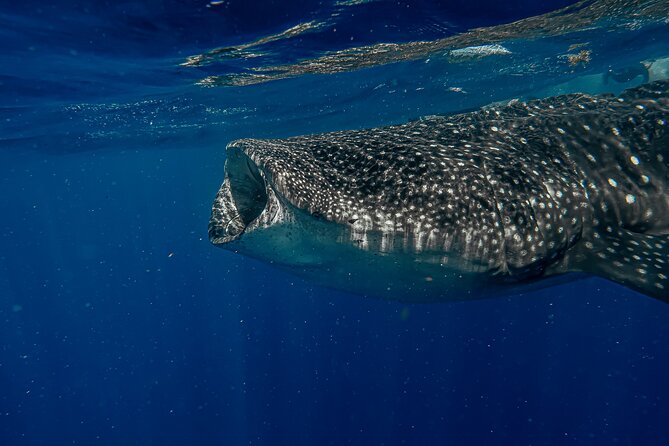 Whale Shark Snorkeling Adventure with Lunch - Logistics that can surprise you: Tulum, Cozumel, and Isla Mujeres pick-ups