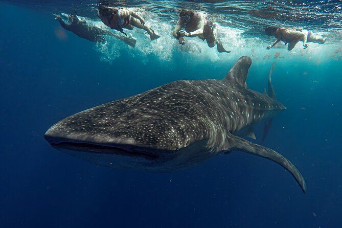 Whale Shark Snorkeling Adventure with Lunch - Early pickup to open-ocean search: the day’s pacing from Playa del Carmen