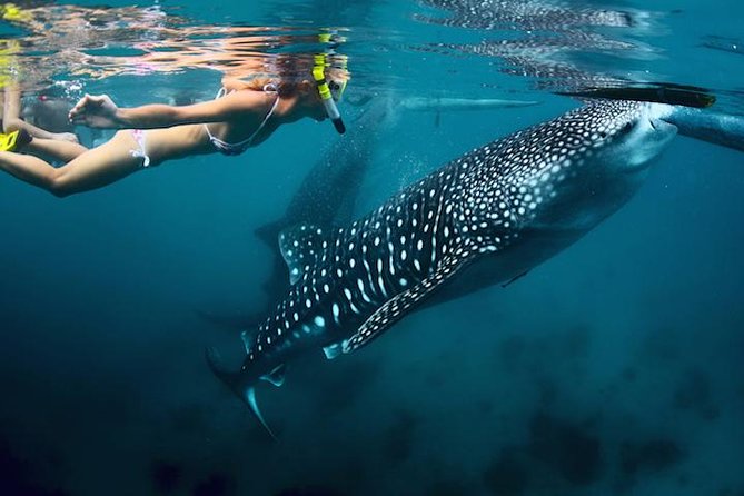 Whale-Shark Snorkeling Excursion to La Paz - Key Highlights You’ll Actually Feel