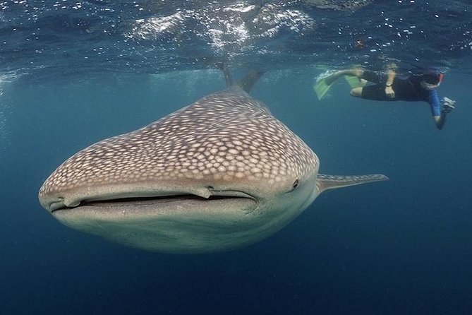 Whale-Shark Snorkeling Excursion to La Paz - Cabo to La Paz: The Early Start That Sets Up a Great Day