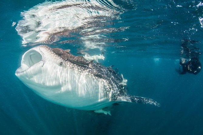Whale-Shark Snorkeling Excursion to La Paz - The Snorkeling Encounter: Watching Whale Sharks From a Calm Distance
