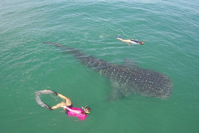 Whale-Shark Snorkeling Excursion to La Paz - The Marine Biologist Part: Why the Education Changes Everything