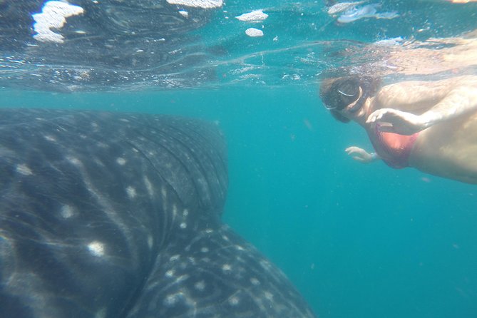 Whale-Shark Snorkeling Excursion to La Paz - What Happens When You’re Back on Shore: Lunch Plus a Reset