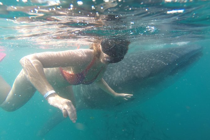 Whale-Shark Snorkeling Excursion to La Paz - The Group Size and Equipment: The Quiet Advantages