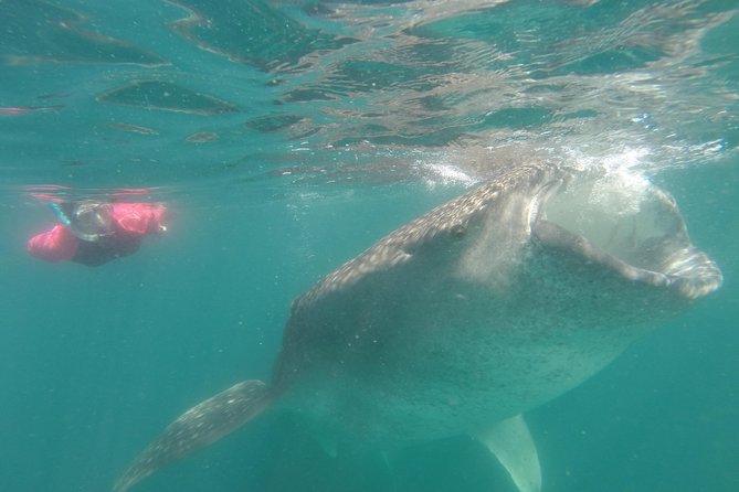 Whale-Shark Snorkeling Excursion to La Paz - Price and Value: Is $349 Worth It?