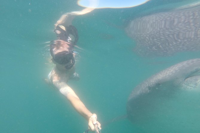 Whale-Shark Snorkeling Excursion to La Paz - Who Should Book This Whale-Shark Tour