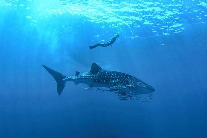 Whale Shark Snorkeling Experience from Cancun and Riviera Maya - Key points to know before you go