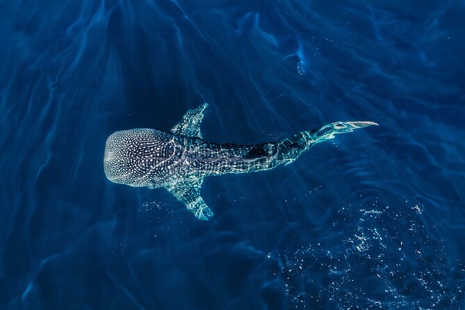 Whale Shark Snorkeling Experience from Cancun and Riviera Maya - How the Whale Shark Swim Works (and Why It May Feel Like Short Bursts)