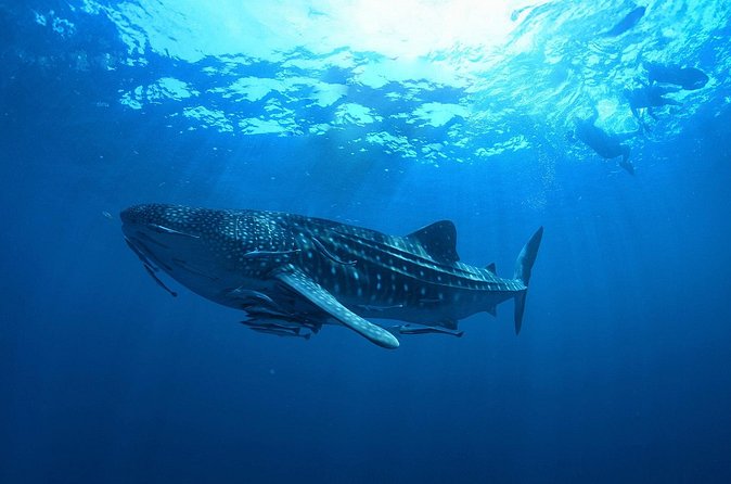 Whale Shark Snorkeling Experience from Cancun and Riviera Maya - Isla Mujeres Lunch After Snorkeling: Where to Slow Down