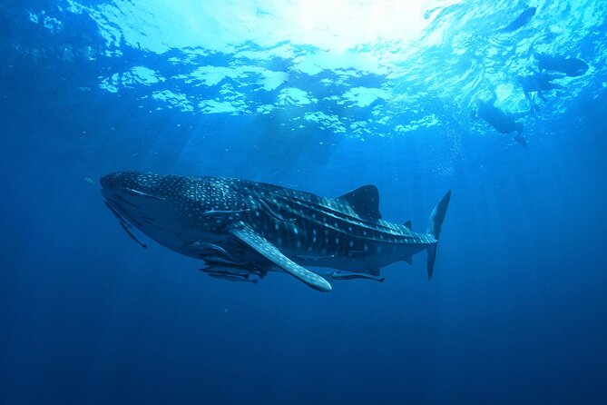 Whale Shark Snorkeling Experience from Cancun and Riviera Maya - Who Should Book This Whale Shark Snorkeling Trip