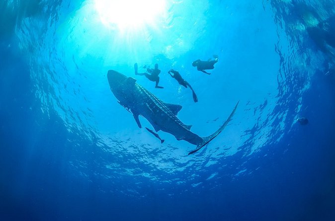 Whale Shark Snorkeling Experience from Cancun and Riviera Maya - Practical Tips That Make the Day Easier