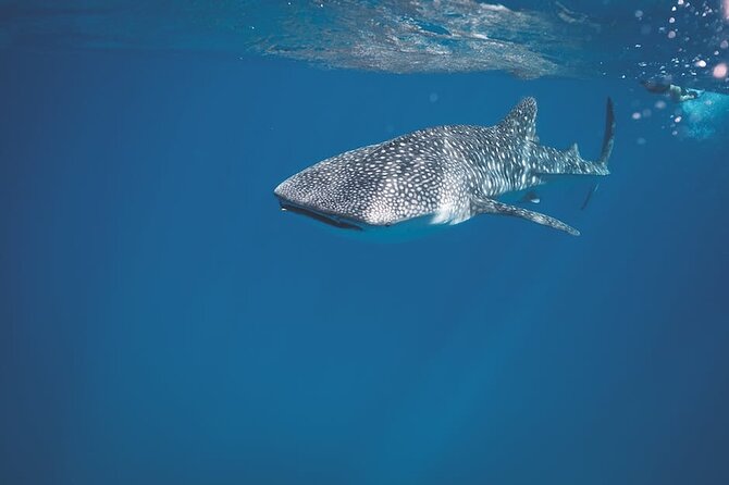 Whale Shark Snorkeling in La Paz - Key things to know before you go