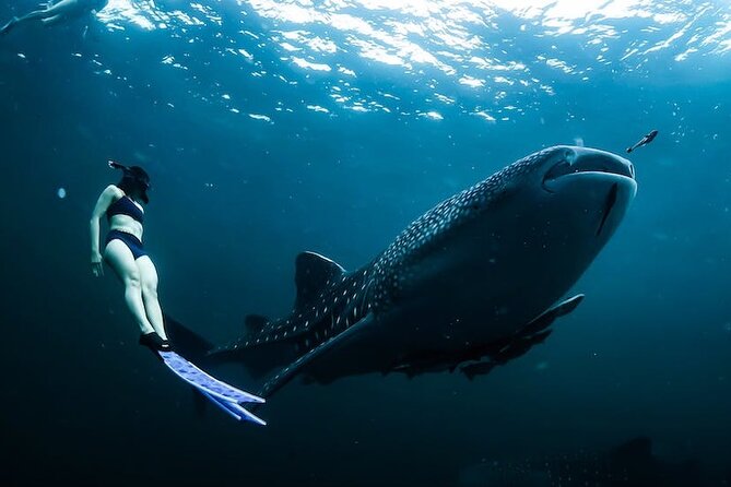 Whale Shark Snorkeling in La Paz - Whale Sharks in La Paz: what this trip is really about