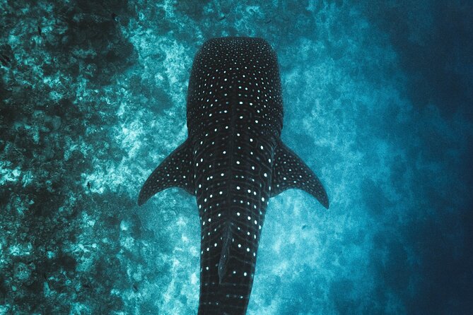 Whale Shark Snorkeling in La Paz - Getting to Pitas Tours: the meeting spot you can actually find