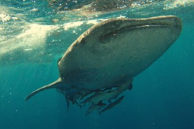 Whale Shark Snorkeling in La Paz - Price and value: what $139.74 buys you