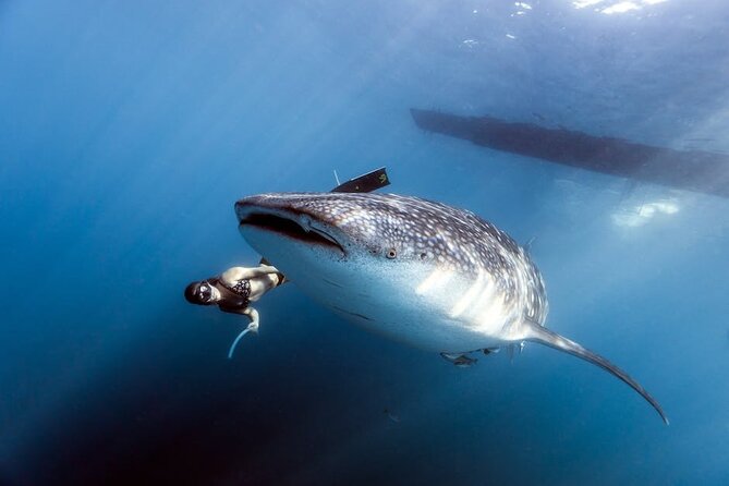 Whale Shark Snorkeling in La Paz - The whole-day reality: permits can change your actual start