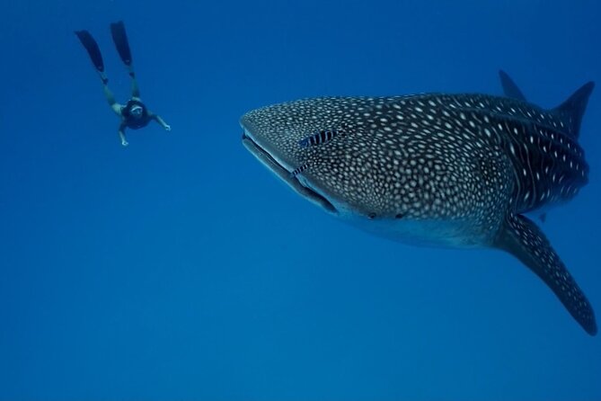 Whale Shark Snorkeling in La Paz - From wetsuit to snorkeling: how the day flows