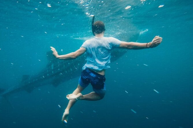 Whale Shark Snorkeling in La Paz - The Sea of Cortez stop: where whale shark sightings click