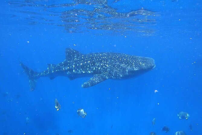 Whale Shark Snorkeling in La Paz - Group size matters: why 15 people is the sweet spot