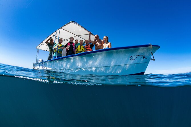 Whale Shark snorkeling tour in a reduced group with local marine biologist - Key things to know before you go