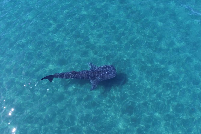 Whale Shark snorkeling tour in a reduced group with local marine biologist - Where you meet in La Paz, and why warm clothes matter