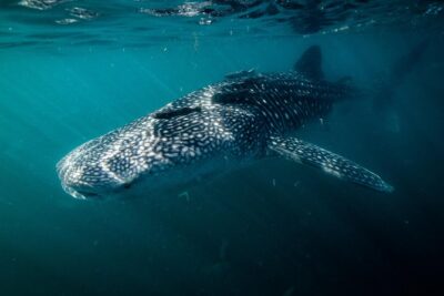 Whale Shark snorkeling tour in a reduced group with local marine biologist - The big planning twist: limited boats, shifting water turns
