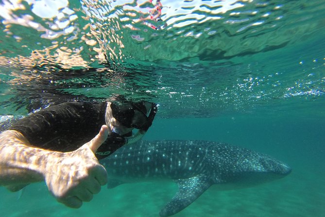 Whale Shark snorkeling tour in a reduced group with local marine biologist - How they keep it respectful: distance, boat limits, and rules