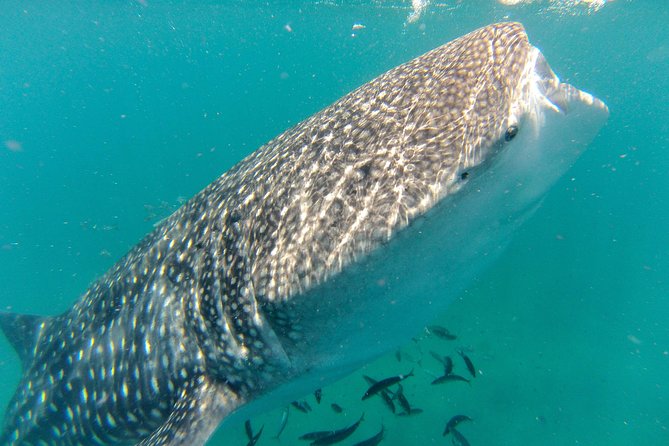 Whale Shark Swim Adventure in La Paz - Key highlights worth your attention
