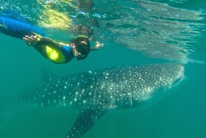 Whale Shark Swim Adventure in La Paz - The tour rhythm: from marina to Sea of Cortez swim time