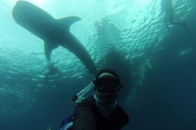 Whale Shark Swim Adventure in La Paz - Your meeting point and the day-of timing you should expect
