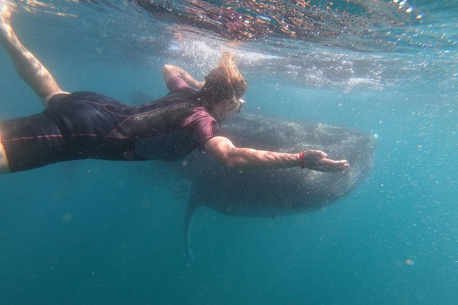 Whale Shark Swim Adventure in La Paz - Safety and regulations: the rules behind the magic