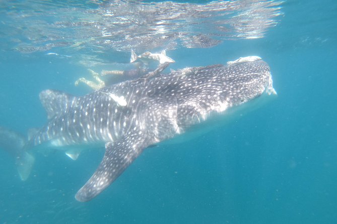 Whale Shark Swim Adventure in La Paz - Equipment, snacks, and comfort on board