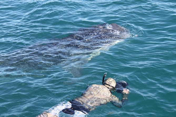 Whale Shark Swim Adventure in La Paz - Price and value: does $110 make sense?