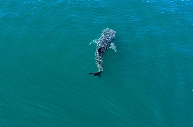 Whale Shark Swim Adventure in La Paz - Who should book this whale shark swim (and who should skip it)