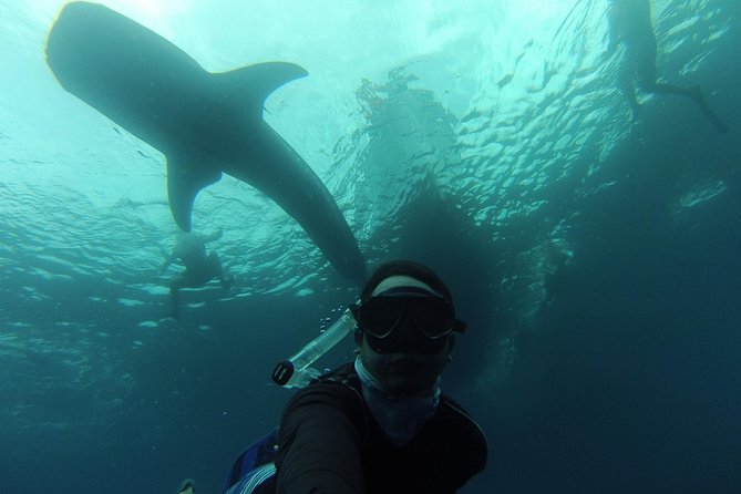 Whale Shark Swim Adventure in La Paz - Your meeting point and the day-of timing you should expect