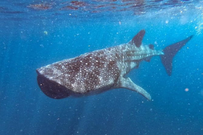 Whale Shark Swim Adventure SMALL GROUP from Cancun - Whale Shark Swim From Cancun: The Real Rhythm of the Day