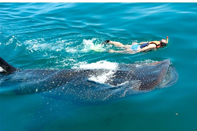 Whale Shark Swim Adventure SMALL GROUP from Cancun - Snorkeling Near Whale Sharks: Pairs, Instructions, and How Rotations Work