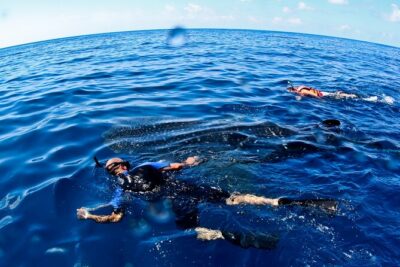 Whale Shark Swim Adventure SMALL GROUP from Cancun - Getting to Isla Mujeres, Contoy, and Holbox by Boat