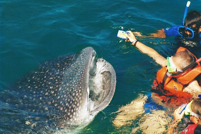 Whale Shark Swim Adventure SMALL GROUP from Cancun - Price and Value: Is $299 Worth It?