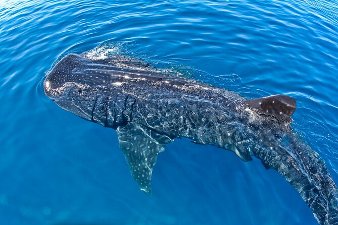 Whale Shark Swim Adventure SMALL GROUP from Cancun - Weather, Season, and Your Best Shot at Whale Sharks