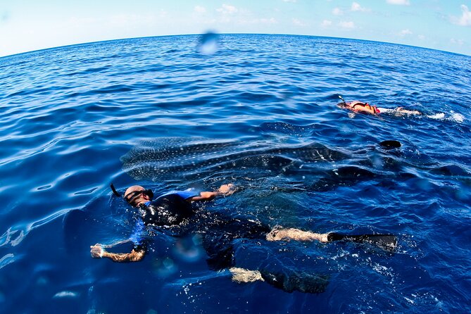 Whale Shark Swim Adventure SMALL GROUP from Cancun - Getting to Isla Mujeres, Contoy, and Holbox by Boat