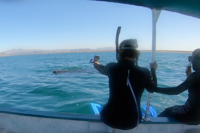 Whale Shark Swimming Adventure: Small Group with Marine Biologist - Key highlights worth planning around