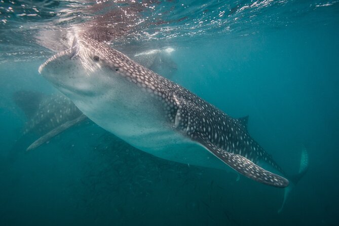 Whale Shark Swimming Adventure: Small Group with Marine Biologist - 11:00 am meet-up at Mutualismo 342 and getting fitted