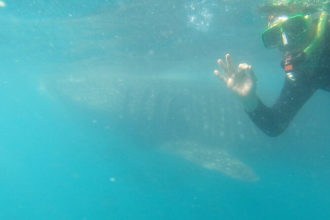 Whale Shark Swimming Adventure: Small Group with Marine Biologist - Your in-water routine: swim pace, entry skills, and spacing