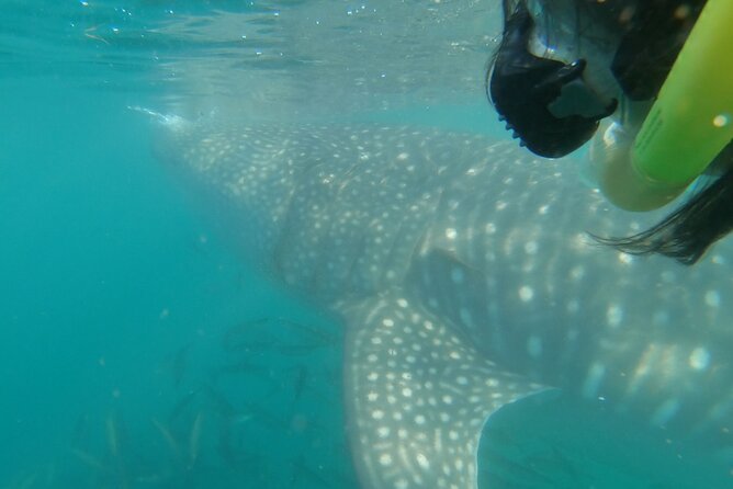 Whale Shark Swimming Adventure: Small Group with Marine Biologist - Price and value: what you’re paying for at $208.78