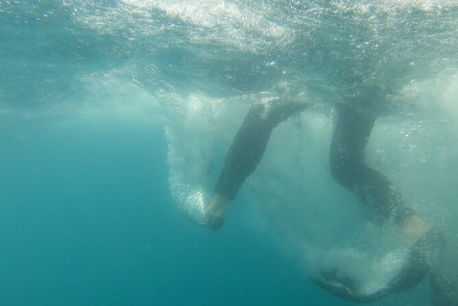 Whale Shark Swimming Adventure: Small Group with Marine Biologist - Logistics that can make or break your day