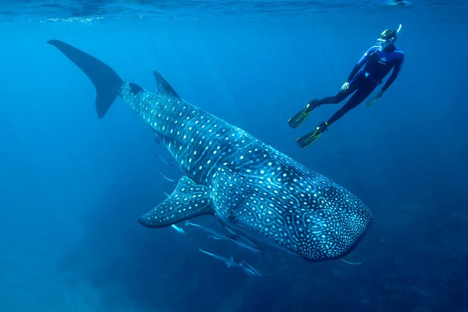 Whale Shark Swimming and Isla Mujeres Beach Tour - Whale sharks, Playa Norte, and a schedule that starts fast