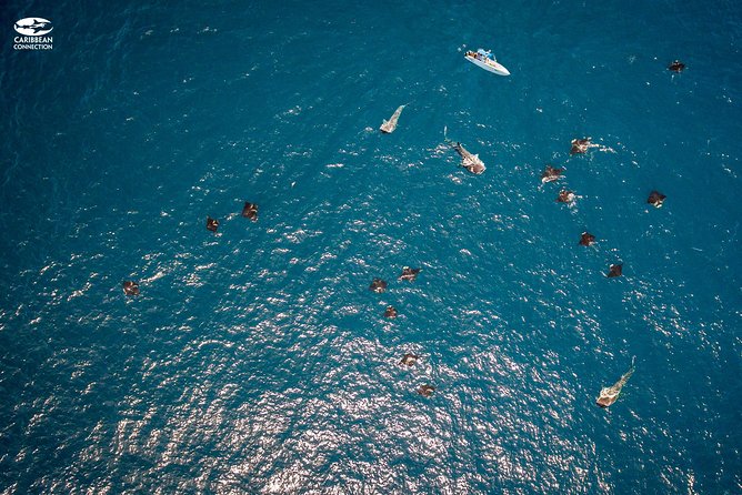 Whale Shark Swimming and Isla Mujeres Beach Tour - What to know about seasickness and snorkel comfort