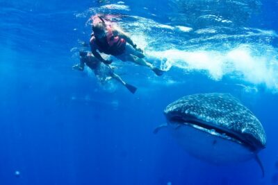Whale Shark Swimming and Isla Mujeres Beach Tour - Stop 1: Contoy Adventures and the protected-area whale shark encounter
