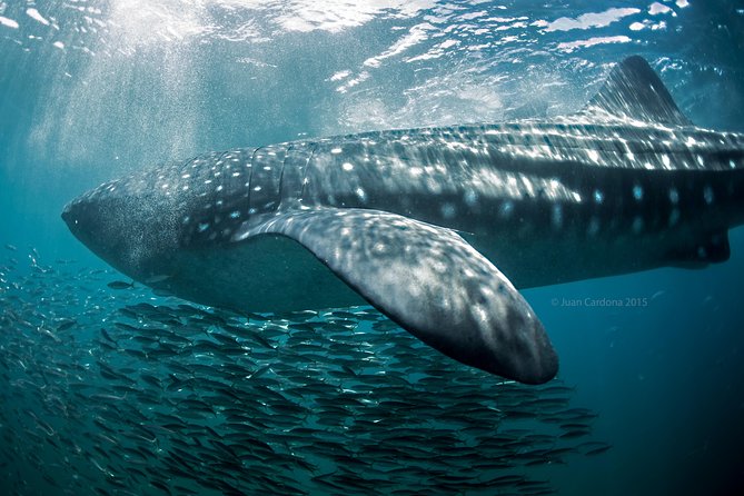 Whale Shark Swimming and Isla Mujeres Beach Tour - Who this tour suits best (and who should think twice)